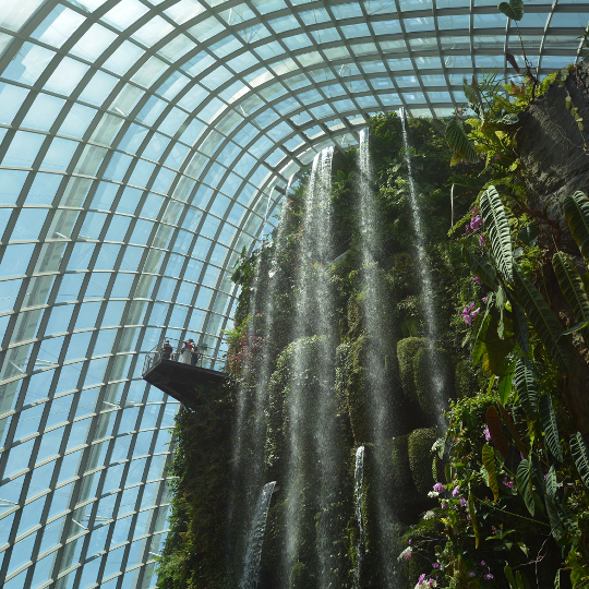 Cloud Forest