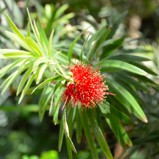 red flower singapore